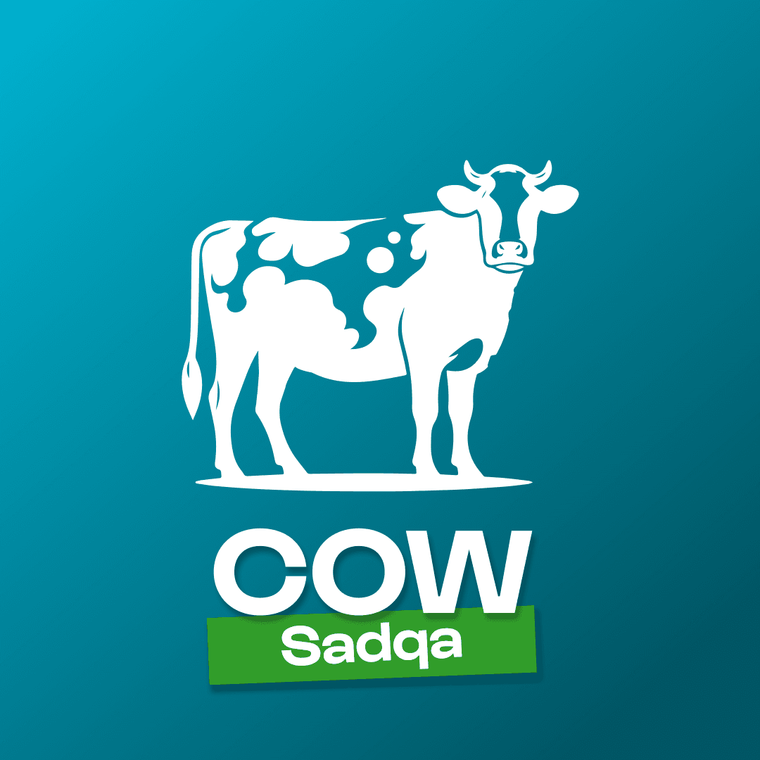 Sadqa cow